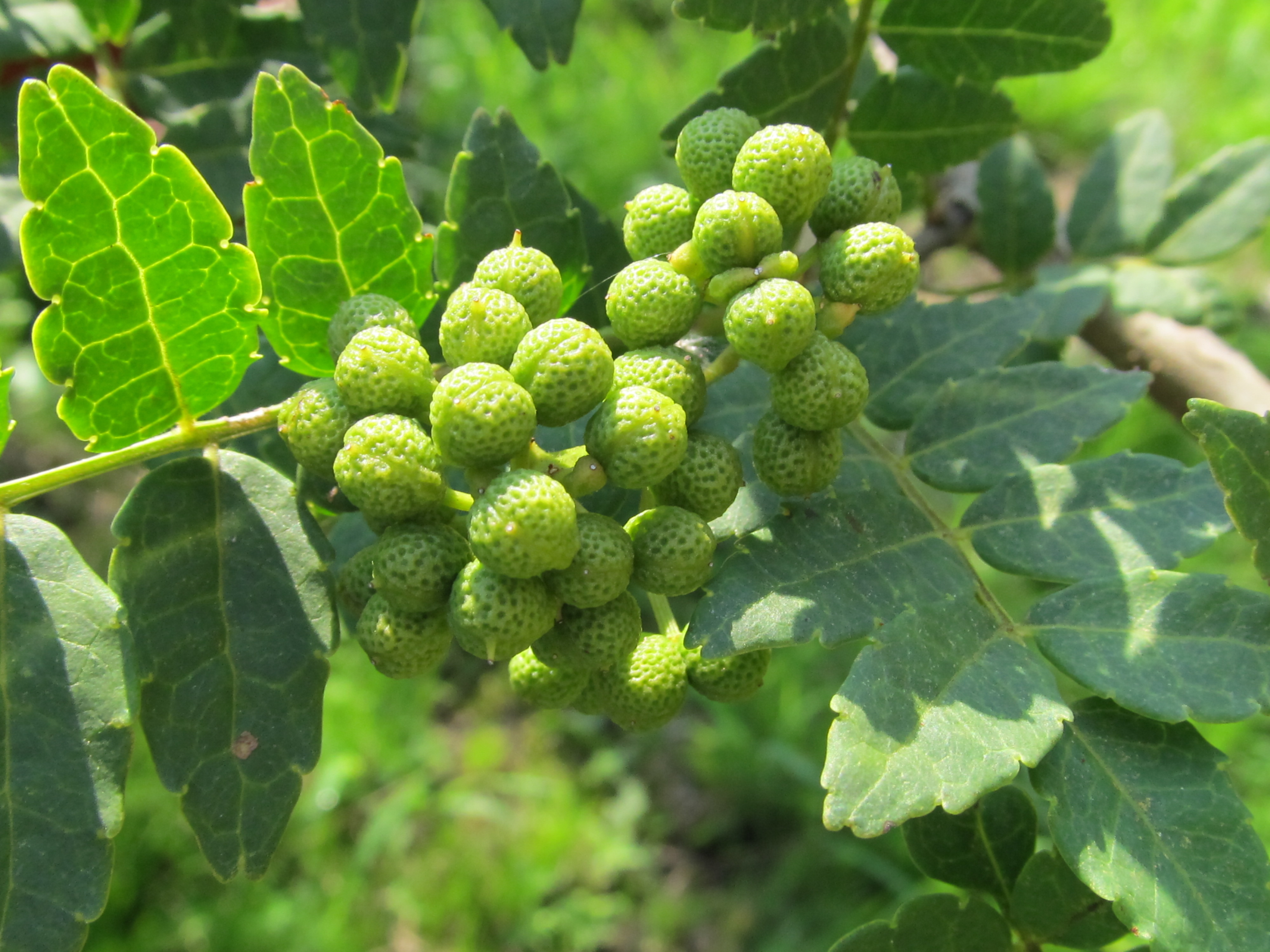 Takahara sansho (Japanese pepper) The Ultimates of Gifu