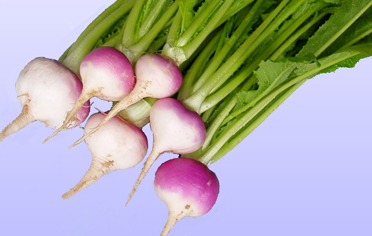 Washimi kabura (turnip) The Ultimates of Gifu